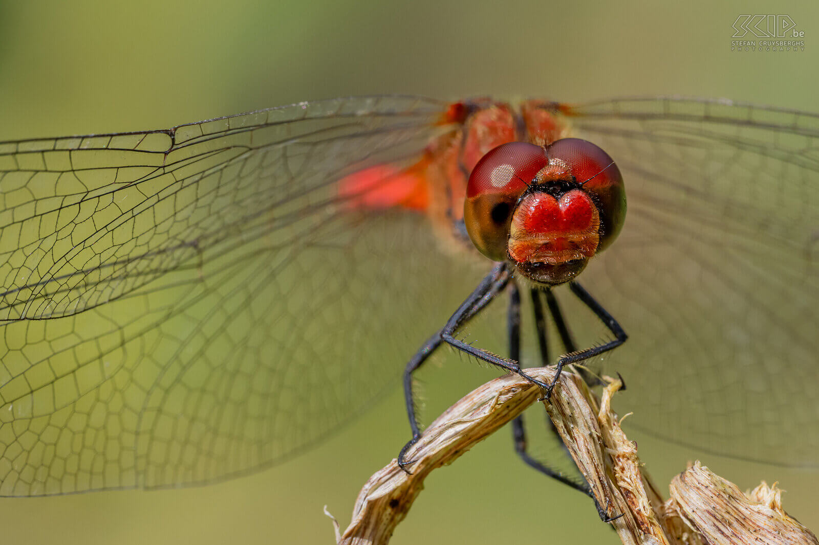 Insects - Ruddy darter  In a few nature reserves, I was also able to capture some beautiful dragonflies and damselflies this summer. Stefan Cruysberghs